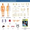 STEM Educational Human Skeleton Model for Kids: Cognitive Science & Organ Assembly Toy