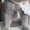Bottiglia Porta Peli di Gatto Portatile Ciondolo Portachiavi Ricordo Memoriale Animale Domestico Bottiglia Trasparente per Raccogliere Peli di Gatto e Cane