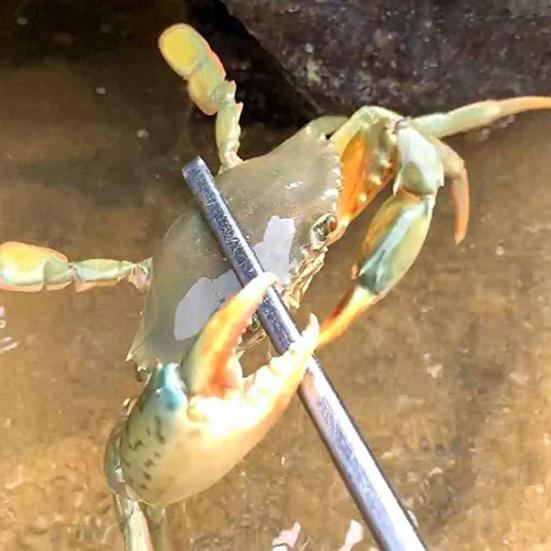 Sportovní příslušenství MUQZI Vyztužené multifunkční protiskluzové koše Kleště na artefakty krabů Rybářský nástroj