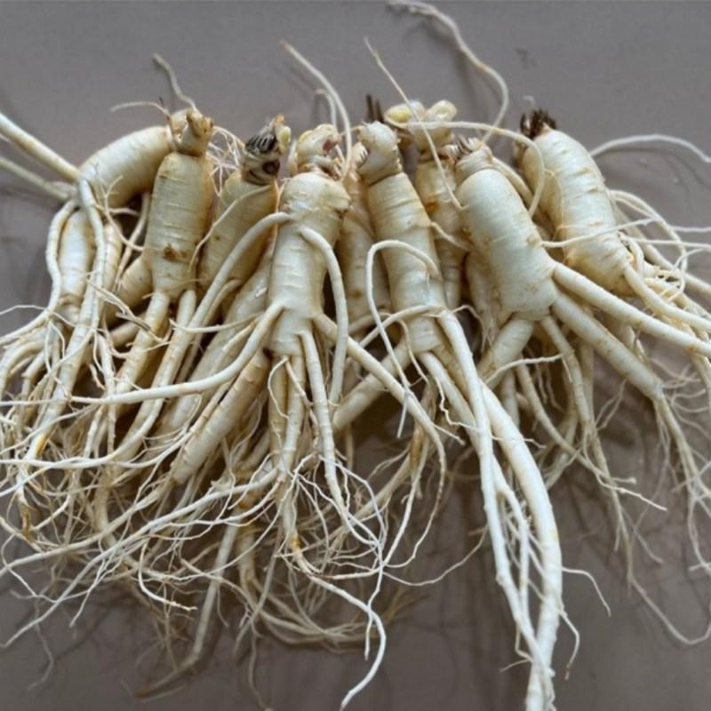 Ginseng Frischer Ginseng Geumsan Großhandel Ilbeongji Frühlingszwiebel Wildbalsam 500g 1 Einheit