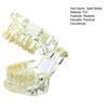 Dental Implant Model Teaching Aid for Dentist Student School Removable Teeth Orthodontic Demo Models Dental Prosthetic Demonstration