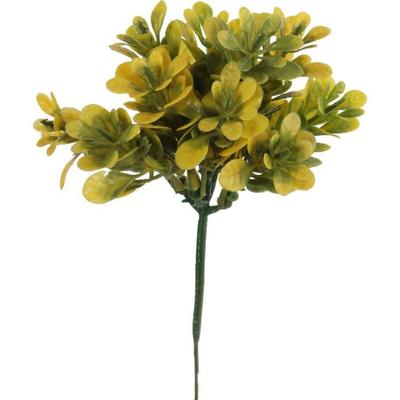 Decorative Boxwood Yellow-Green Natural Appearance 19 Cm