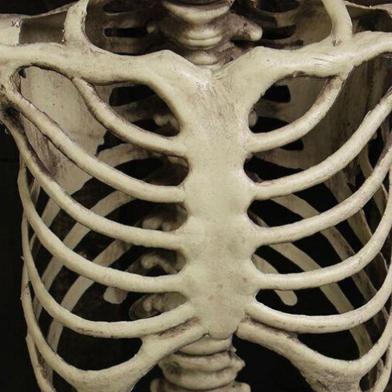 Realistische Ganzkörper-Menschenknochen Halloween-Requisiten Flexible Gelenke Tragbarer Kunststoff Innen-Außen-Dekoration