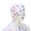 60cm Acupuncture Model Human Acupuncture Meridians Model with Base Acupuncture Needle Set