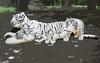 White Tiger No.4754