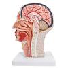 EVOTECH SCIENTIFIC Medical Education Model: Hemicephalic Superficial Nerve, Vascular, and Muscular Tissue Model - Anatomically Detailed Skull, Human H