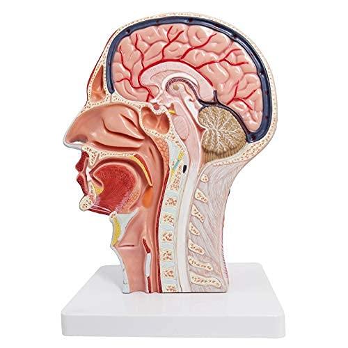 EVOTECH SCIENTIFIC Medical Education Model: Hemicephalic Superficial Nerve, Vascular, and Muscular Tissue Model - Anatomically Detailed Skull, Human H
