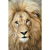 Black White Animals Art Lions Oil Painting Canvas Art Posters and Prints Wall Pictures for Living Room Home Wall Decor