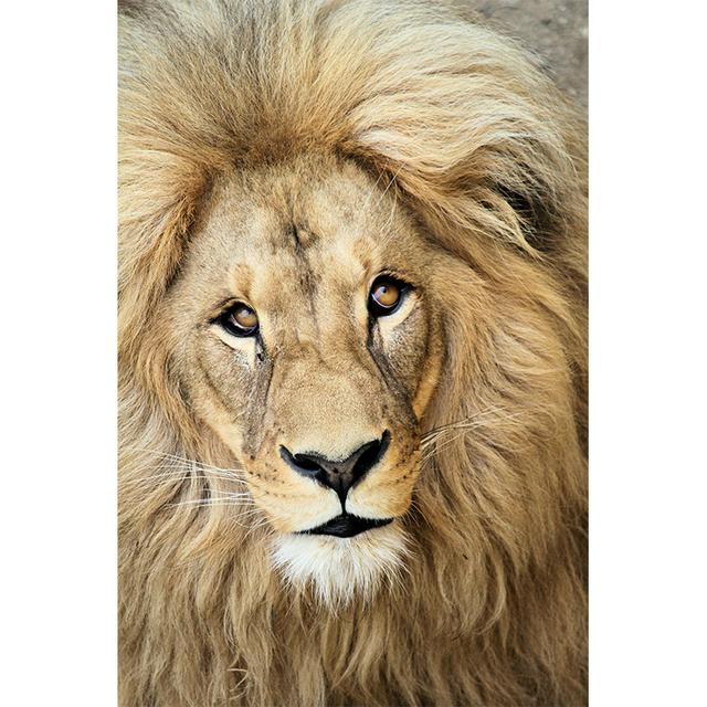 Black White Animals Art Lions Oil Painting Canvas Art Posters and Prints Wall Pictures for Living Room Home Wall Decor