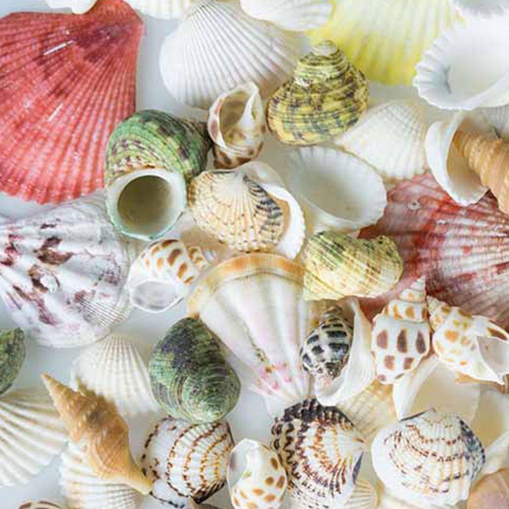 100g/bag Random Mixed Seashells Decoration Natural Beach Conch Shells Crafts Micro-landscape Ornaments Shell Desktop DIY Decor