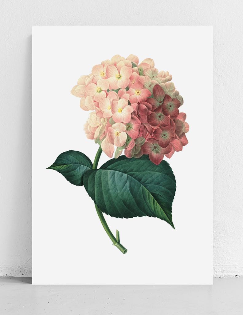 Vintage plakát hortenzie