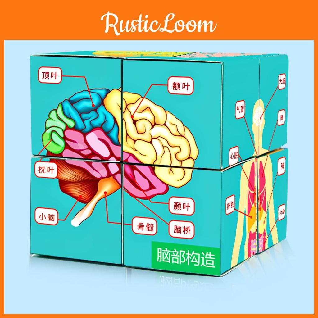 Science Experiment Human Body Organs Magic Cube For Students Educational Diy Toy