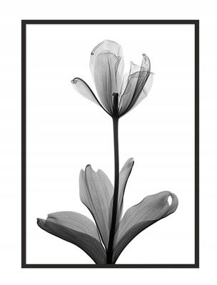 Picture Poster In a Frame 53x73 Cm Flower P1041