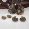 Elegant Pair Natural Ammonite Fossil Conch Specimen For Healing And Home Decor