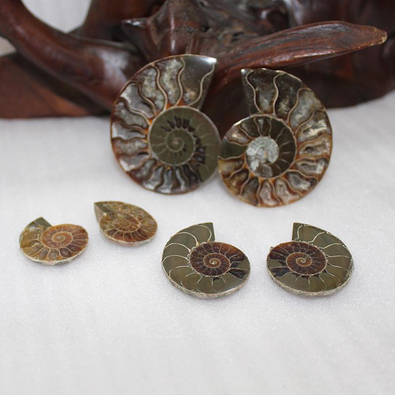Elegant Pair Natural Ammonite Fossil Conch Specimen For Healing And Home Decor