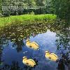3Pcs Floating Yellow Duckling Realistic Plastic Duck Fish Pond Ornament for Garden Swimming Pool Fishing Pond Water Decoration S