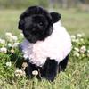 Jucărie Oaie de Pluș Păpușă Animal Umplută cu Bumbac PP Pentru Copii și Fete