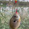 15pcs Fishing Float Oval Fishing Bobbers Float Weighted Floating Bobbers for Freshwater Saltwater Fishing Gear Equipment
