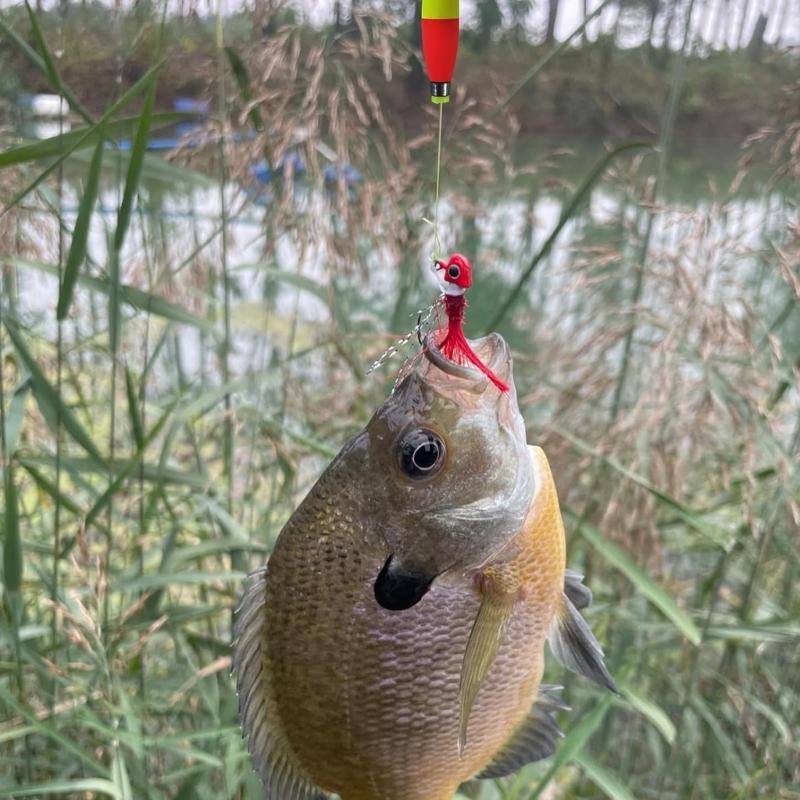 15pcs Fishing Float Oval Fishing Bobbers Float Weighted Floating Bobbers for Freshwater Saltwater Fishing Gear Equipment