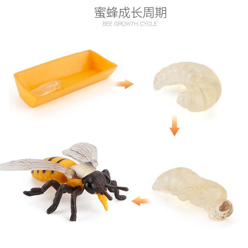 Hot Animal Life Cycle Board Children Toys Montessori Teaching Aids Plant Animal Growth Cycle Model Set Preschool Cognitive Toys