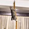 Wandmontierte Katzenkletterregale Katzenbaumturm Hängematte Kratzbäume Katzen Sitzstangen Kätzchen zum Schlafen Spielen Krallenschleifen