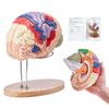 VEVOR Menschliches Gehirn Modell Anatomie, 2x Lebensgröße 4-teiliges menschliches Gehirn Anatomisches Modell mit Beschriftungen & Display-Sockel