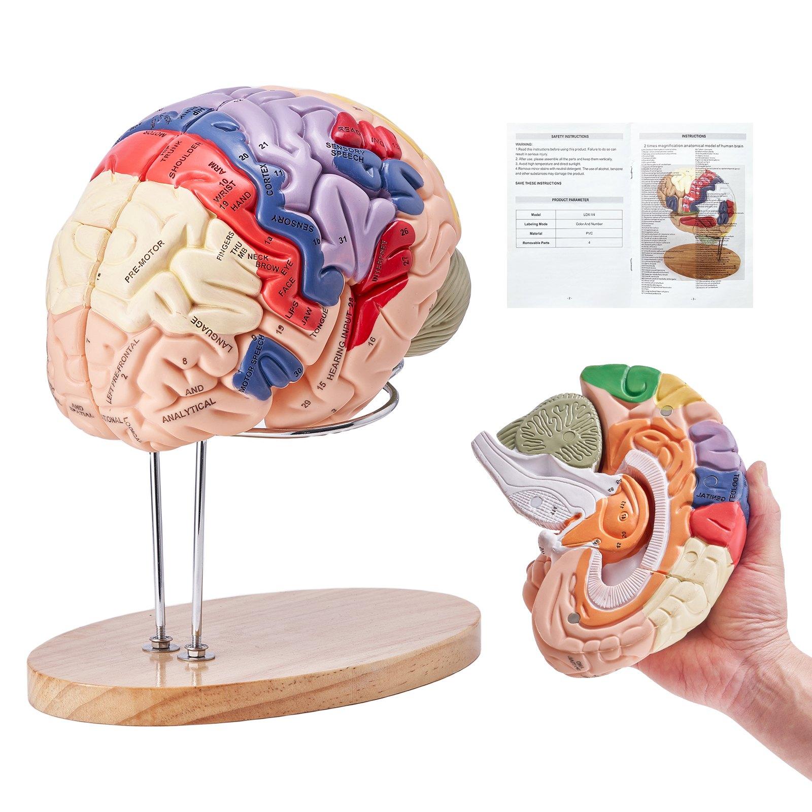 VEVOR Cilvēka smadzeņu anatomijas modelis, 2x