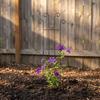 Decorative Garden Plant Trellis Iron Metal Plant Trellis Frame Plant Support Rack  Garden Trellis