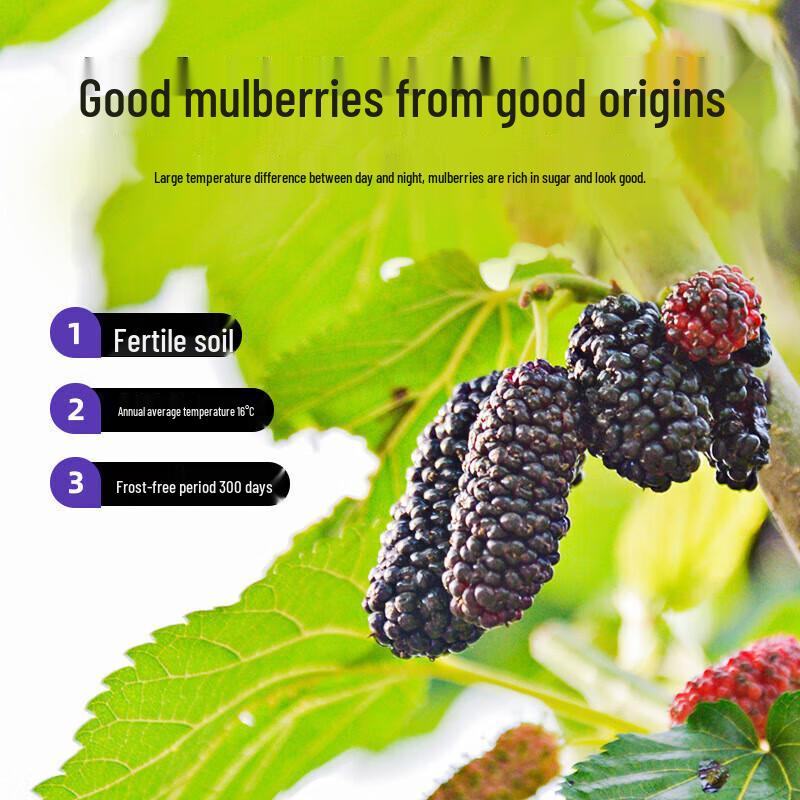 Qilixiang Hand-Selected Dried Mulberries