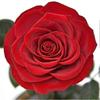 Rose That Lasts Eternal compatible withever Preserved Flower in Glass Dome Lamp compatible with Valentine's Mother's Day Gift Box