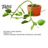 Data Cable Organizer for Office 6Pcs Vine Shaped Organizer, Green Leaf Cord Holder, Decorative Wall Plant Fixers Mounted Wire Manager, Reusable