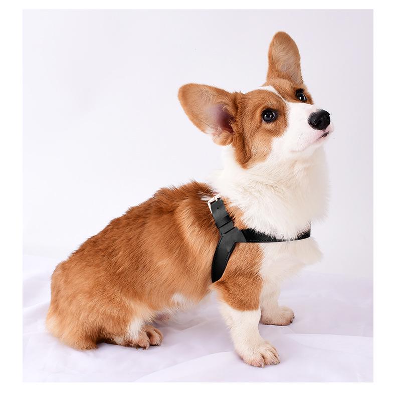 Dego Fashion Wasserdichtes Hundegeschirr & Leinen-Set für Kleine/Mittelgroße Hunde