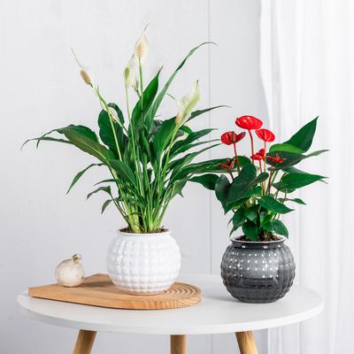 Mini Selvvandende Blomsterpotte Akvarium Gennemsigtig Plastik Plantepotter Selvvandende Plante Potte Vase Til Hjemmeindretning
