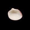 Cockle Plagiocardium Sea Shell for for Decor and Gift and Decoration, River Shell, Choice's Collector Shell Item.