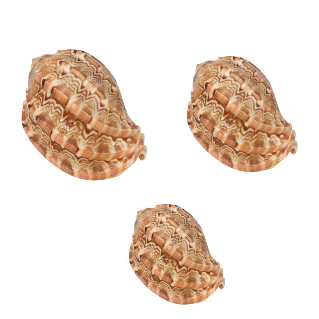 Natürliche Muschel 7-10 cm Große Muscheln Ideal für DIY-Bastelarbeiten Fisch für Aquariendekoration