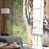Nahaufnahme Kopfschuss eines Sumatra-Tigers, Panthera Tigris Sumatrae, transparente Tüllvorhänge für die Wohnzimmerdekoration, Voile-Organza-Vorhang