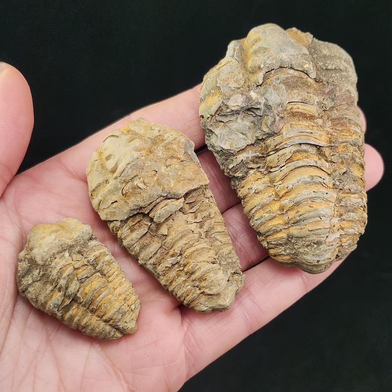 Natural High Quality Trilobite Fossil Healing Crystal Quartz Craft Feng Shui Home Decoration Gift