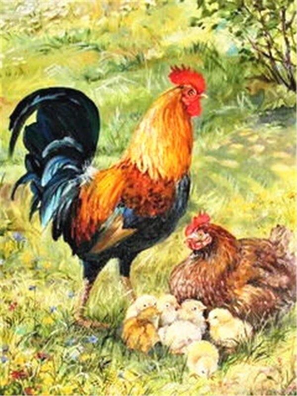 

DIY алмазная живопись курица мозаика Алмазная вышивка полная квадратная/круглая дрель петух изображение курицы горный хрусталь подарок ручной работы Full Round 40x50CM