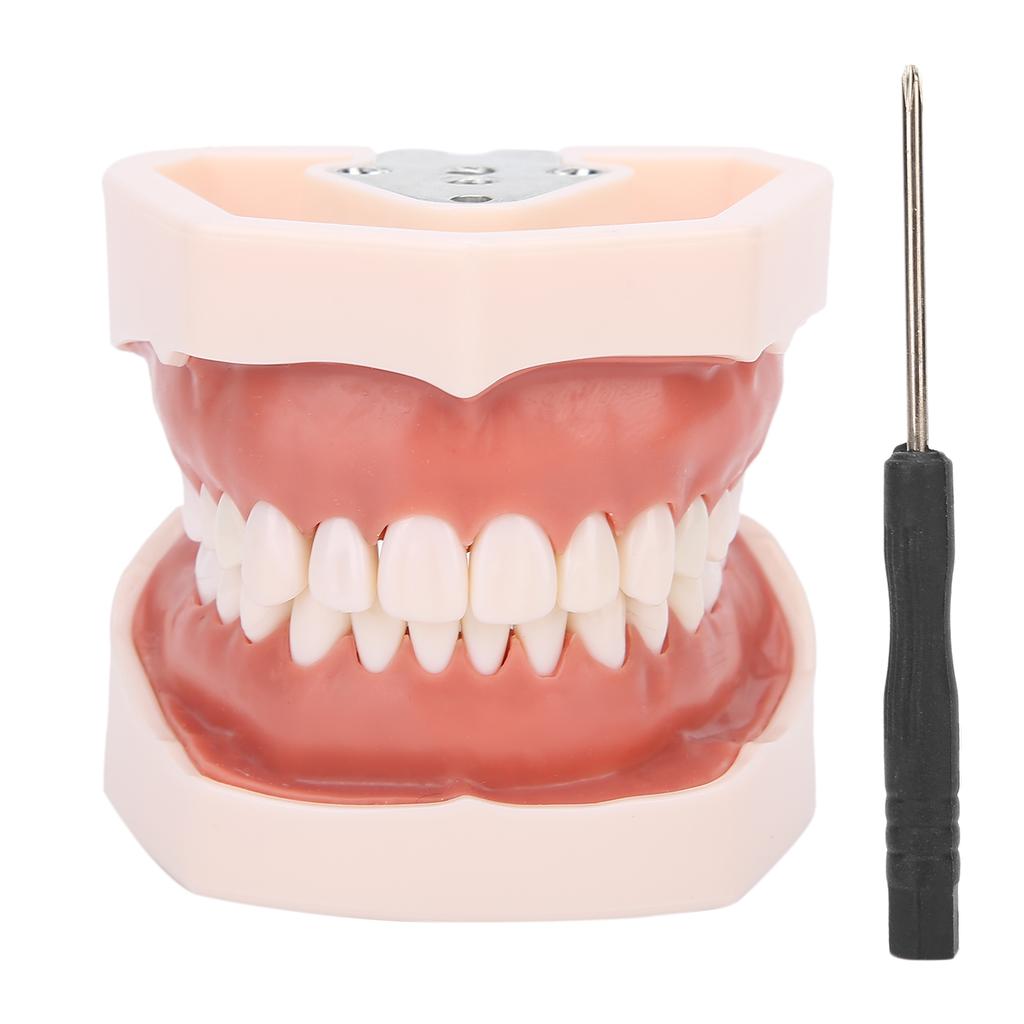 Detachable Teeth Model Simulation Dental Teeth Model for Teaching Practice with Screwdriver