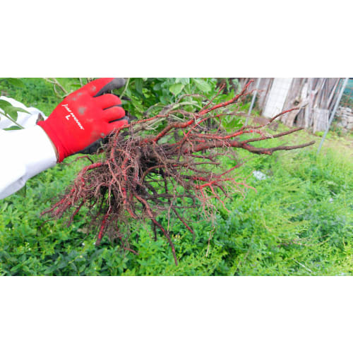 MURASAKI No ORGANIC MURASAKI No HAND CREAM & BODY CREAM 40g