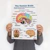16Pcs Human Anatomy Poster Human Organs Brain Liver Heart Anatomy Poster Medical Classroom Office Room Home Aesthetic Decoration