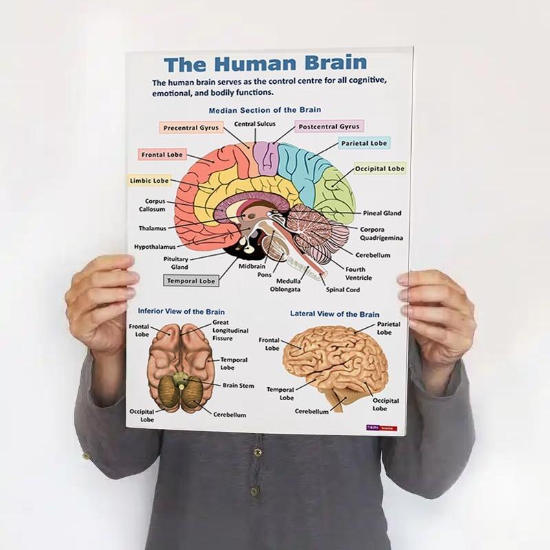 16Pcs Human Anatomy Poster Human Organs Brain Liver Heart Anatomy Poster Medical Classroom Office Room Home Aesthetic Decoration