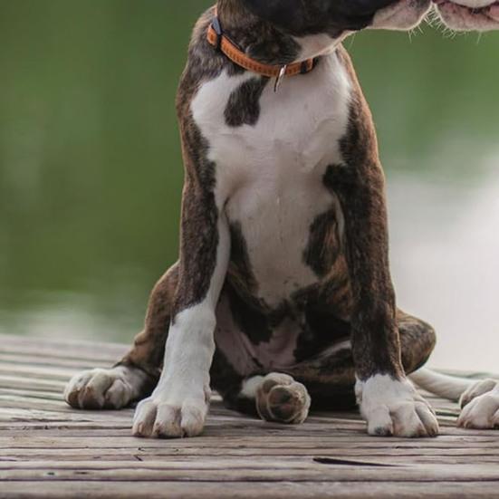 2026 Kisses Square Wall Calendar 16-Month Cute Animal Theme Planner from Sep 2025 12x12 Inch Hanging Schedule Organizer