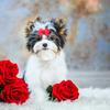 10Pcs Pet Hair Bows Love-heart Pattern Pet Grooming Accessory Non Woven Fabric