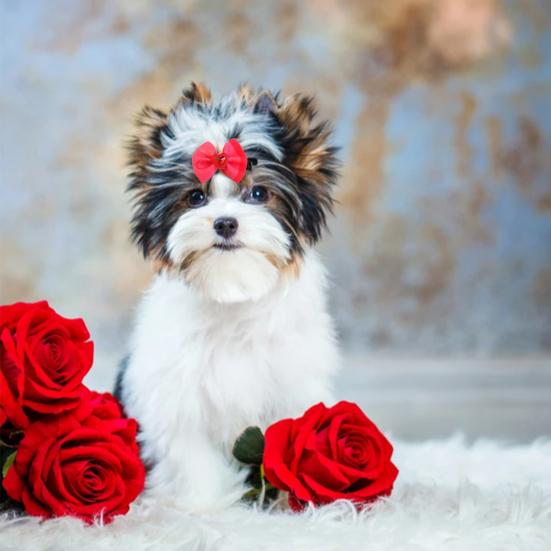 10Pcs Pet Hair Bows Love-heart Pattern Pet Grooming Accessory Non Woven Fabric