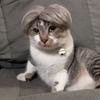 Pet Wigs, Role-playing Props, Funny Dogs and Cats, Cross-dressing Hair Hats, Costumes, Pet Supplies, Head Accessories