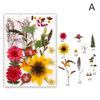 Dried Flower Leaf Kits for Epoxy Jewelry Molds Scrapbooking Supplies and Artistic Soap Making Phone Case Decoration
