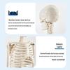 85cm Adult Human Skeleton Model for Teaching and Spine Anatomy