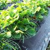Supporto per Piante di Fragole Verde con 3 Gambe Robuste - Gabbia di Supporto per Piante in PVC, e Corrosione, Aiuto Ideale per la Piantagione