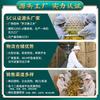 Dried Monk Fruit Herbal Tea 20 Pcs Natural Detox Energy Drink Bulk